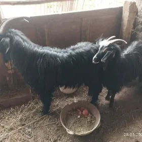 teke suryon abmen ba