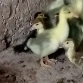 ördek gus martin jüýje