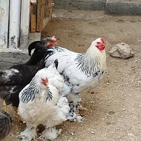 satlyk towuk yumurtga