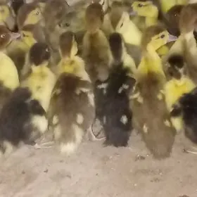 indautga mus mus jüýje