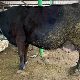 Satlyk göleli sygyr