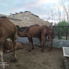 торумлы дуйе