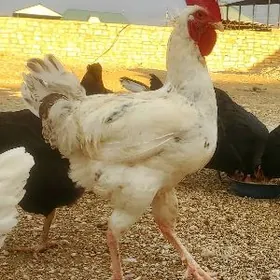 Gigant Armiyan Horaz