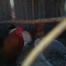 Towuk ýumurtgasy ba