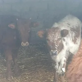 öküzçe tüwe öküz göle