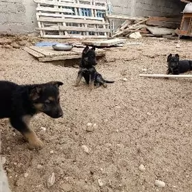 awçarka/овчарка