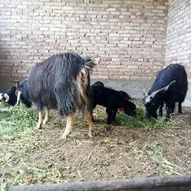 Ejiz Owlakly Saýlama Geçiler