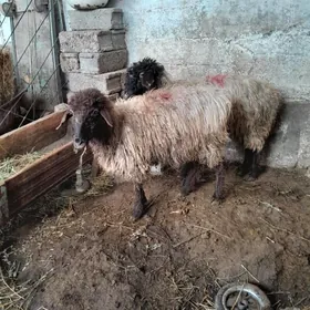 Goÿunlar we geçiler