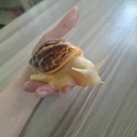 улиткаУлитки Ахатины