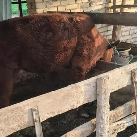 пародны унажынлар