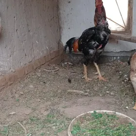 бойсы хораз