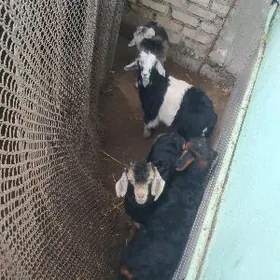 Овлаклы Гечи