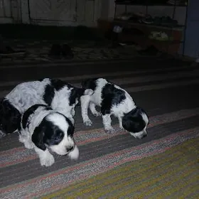 Spanel. Спаниель