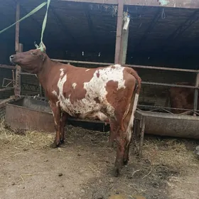 голели сыгыр