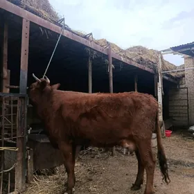 арасса бурлат голели сыгыр