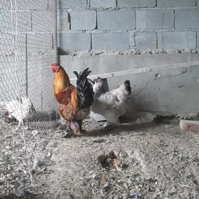 Brama balgar yumurga