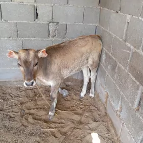 голели сыгыр