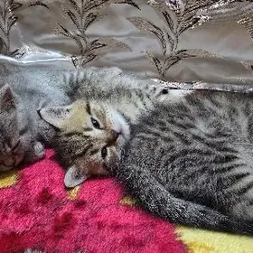 Шотландские Шиншилла