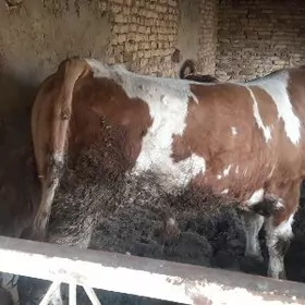 ховур окуз сментал