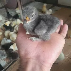 Towuk balakly. ýumurtgasy