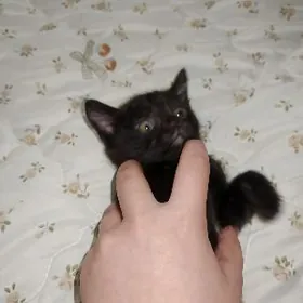 котенок шотландец