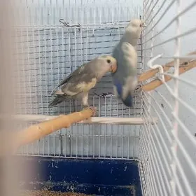 неразлучники