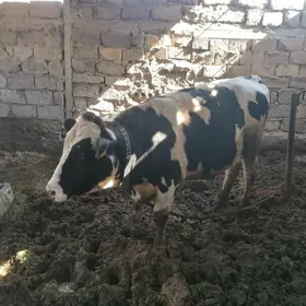 Ала Окуз ве Тувелер