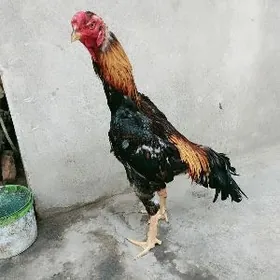 Zapatiska yemilyanka