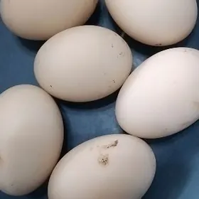 gak gak  yasylbaş yumurtga