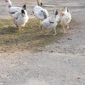 ýaşajyk towuk dominat