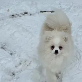 Шпиц кобель