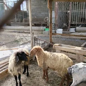 bakylan garakol issek