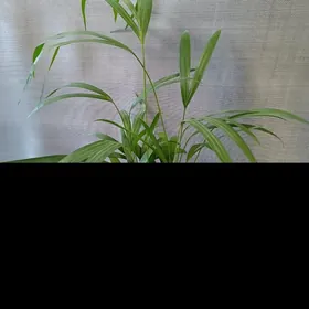 ПАЛЬМА АРЕКА