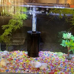 akwarium аквариум