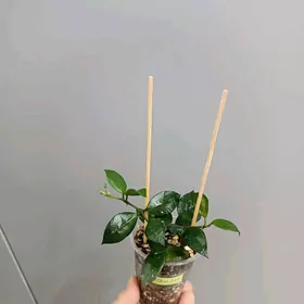 ХОЙЯ ЛАКУНОЗА