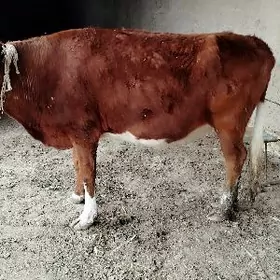 sygyr bogaz sygyr gysyr