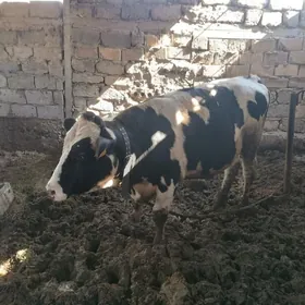 Ала Окуз ве Тувелер