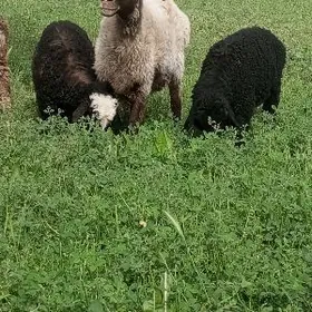 Turkmeni Ekiz guzuly goyun