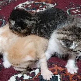 Pisijikler Pisijikler