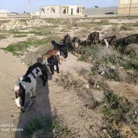 овлаклы гечи