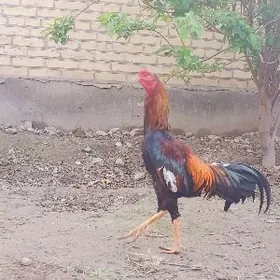 Хоразхораз