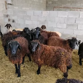 bakylan garakoller issekler mo