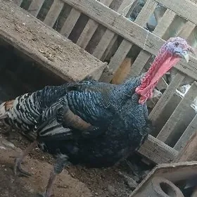 биг билен гатышан