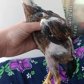 ПРИВАЗНОЙ О ШАМО