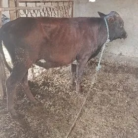 Пародны окуз