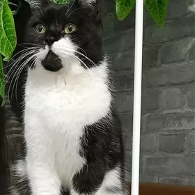 кошка на вязку