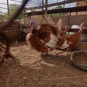 Gyzyl induk yumurtga