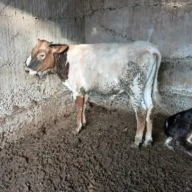 Sygyrlar we öküzler