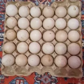 индиутка юмургасы