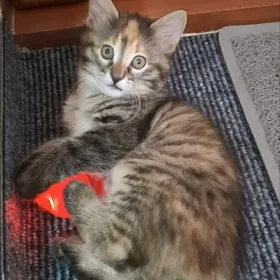 Красивый котенок